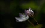 bilde