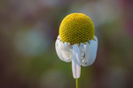bilde