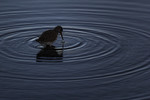 bilde