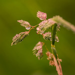 bilde