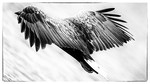bilde