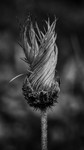 bilde