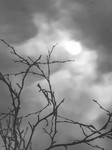 bilde