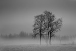 bilde
