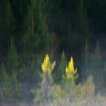 bilde