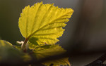 bilde