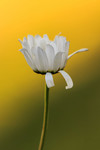 bilde