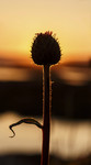 bilde