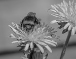 bilde