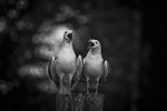 bilde