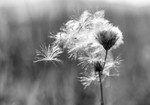 bilde