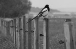 bilde