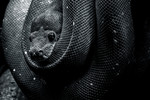 bilde