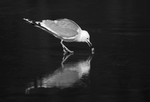 bilde