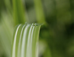 bilde