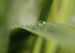 bilde