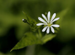 bilde