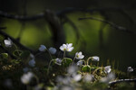 bilde