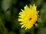 bilde