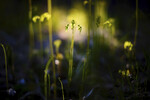bilde