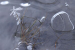 bilde