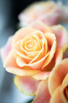 bilde