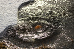 bilde