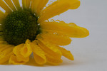 bilde