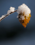 bilde