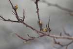 bilde