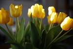 bilde