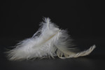 bilde