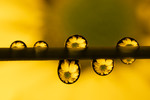 bilde
