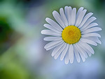 bilde