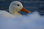 bilde