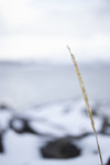 bilde