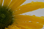 bilde