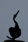 bilde