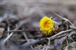 bilde