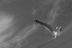 bilde