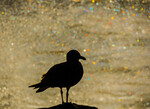 bilde