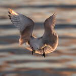 bilde