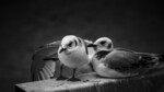 bilde