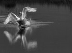 bilde