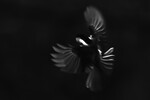 bilde