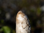 bilde