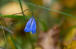 bilde