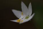 bilde