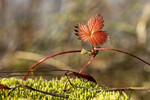 bilde