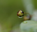 bilde